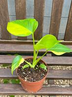 Monstera Aurea Marmorata Variegated, Huis en Inrichting, Kamerplanten, Overige soorten, In pot, Minder dan 100 cm, Groene kamerplant