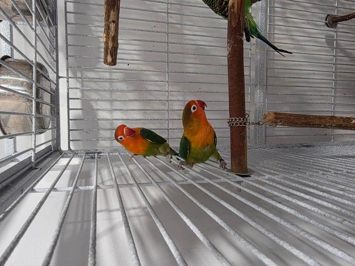 Urgent!!Couple inseparable(reproducteur)+peruche ondule, Animaux & Accessoires, Oiseaux | Oiseaux Autre