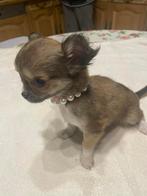 Chihuahua-pups mooie mini raszuiver zeer mooi kleintjes !, Dieren en Toebehoren, België, Fokker | Hobbymatig, 8 tot 15 weken, CDV (hondenziekte)