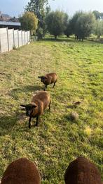 Zwartbles ooi en ram geboren 11/4, Dieren en Toebehoren, Schapen, Geiten en Varkens
