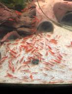 Vuurgarnaal - vuur garnalen - sherry shrimp, Homard, Crabe ou Crevette, Poisson d'eau douce, Banc de poissons