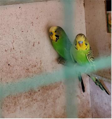 2 groene mannelijke parkieten beschikbaar voor biedingen