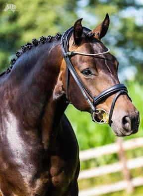 Finesse bridle