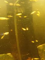 Guppy's te koop 0,50 euro het stuk , ze zijn geel soms flodd, Dieren en Toebehoren, Vissen | Aquariumvissen