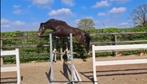 Beloftevolle 2-jarige springpony, Dieren en Toebehoren, Pony's, Ruin, Springpony, 0 tot 2 jaar, Onbeleerd