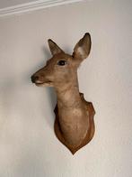 Opgezette hertenkop - taxidermie, Verzamelen, Dierenverzamelingen, Ophalen of Verzenden, Zo goed als nieuw, Hert, Gewei of Kop