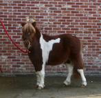Shetlandpony, Dieren en Toebehoren, Pony's, Merrie