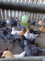 Jonge Kippen, Dieren en Toebehoren, Meerdere dieren, Kip