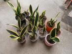Sanseveria Vrouwentongen., Ophalen
