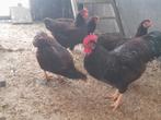 Trio rhode island red, Dieren en Toebehoren, Pluimvee