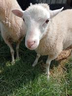 Braaf skudde schaap (ram lam), Dieren en Toebehoren, Schapen, Geiten en Varkens, Mannelijk, Schaap, 0 tot 2 jaar