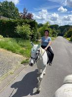 Adoptie paard pony  gezocht, Dieren en Toebehoren