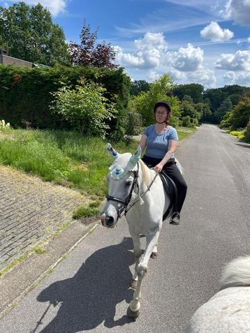 Adoptie paard pony  gezocht beschikbaar voor biedingen