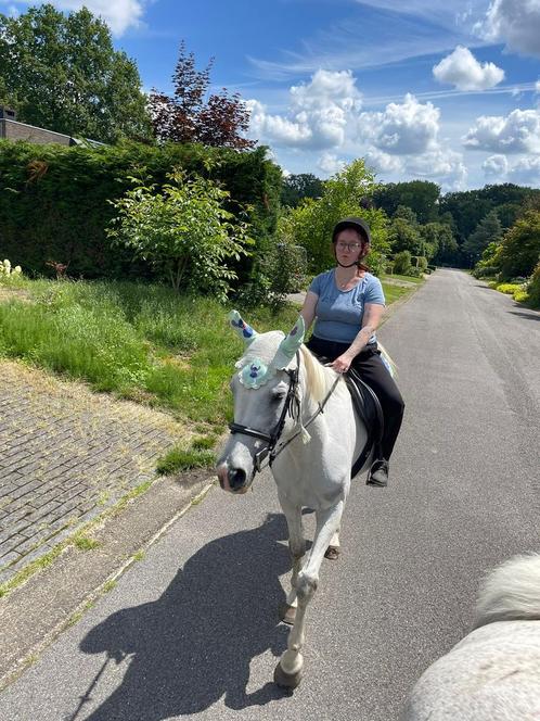 Adoptie paard pony  gezocht, Dieren en Toebehoren, Pony's