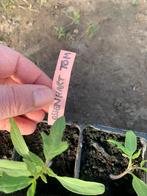 Ossenhart tomatenplantjes, Ophalen