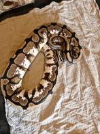 Groep slangen, Dieren en Toebehoren, Slang, Tam