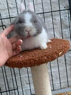 Kleurdwerg voedstertje, Dieren en Toebehoren, Konijnen, Vrouwelijk, Dwerg, 0 tot 2 jaar