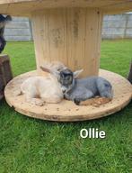 Lief , tam dwerggeitje Ollie, Mâle, Chèvre, 0 à 2 ans