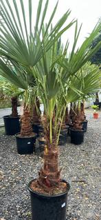 Trachycarpus fortunei, Tuin en Terras, Planten | Bomen, Ophalen of Verzenden, Palmboom
