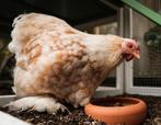 Cochin krielkippen jonge hennen beschikbaar, Femelle, Poule ou poulet