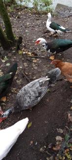 mannelijke barbarie eenden, Mâle, Canard