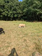 Swifter schapen