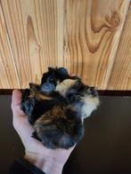 Prachtige borstel cavia's, Dieren en Toebehoren, September, Cavia