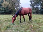 Recreatie paard, Ruin, Zadelmak