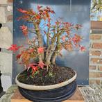 Acer Bonsai Klompstijl, Tuin en Terras, Ophalen, Lente