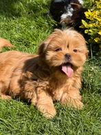 Lhasa apso puppy’s, België, Overige rassen, CDV (hondenziekte), 8 tot 15 weken