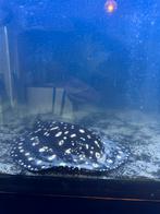 Potamotrygon,BD, man 35+ cm, Dieren en Toebehoren, Vissen | Aquariumvissen