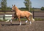 Knappe palomino pre andalusier merrie, Dieren en Toebehoren, Paarden, Merrie, Dressuurpaard, 3 tot 6 jaar, Gechipt
