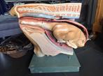 SOMSO anatomisch model koe met kalf Bekkenmodel Koe, Antiek en Kunst, Curiosa en Brocante, Ophalen