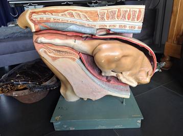 SOMSO anatomisch model koe met kalf Bekkenmodel Koe