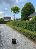 Catalpa Bungei ( Bol Catalpa ), Ophalen of Verzenden, In pot, Bolboom