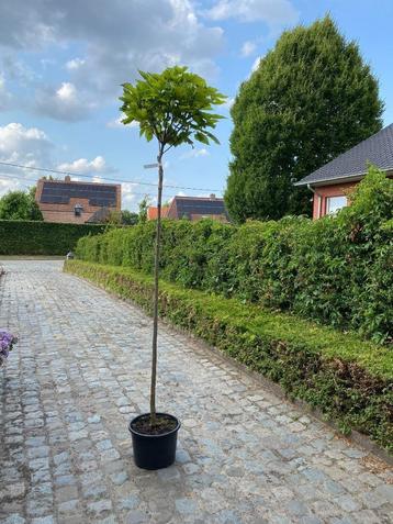 Catalpa Bungei ( Bol Catalpa ) beschikbaar voor biedingen