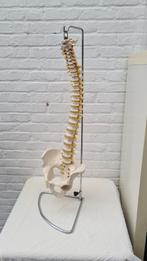 anatomie - colonne vertébrale avec bassin avec support, Enlèvement ou Envoi