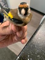 Femelle parva 120e, Animaux & Accessoires, Femelle