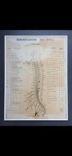 Tableau avec cadre en verre schématisation vertébrale, Ophalen