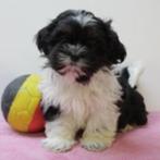 Shih Tzu puppy's te koop (Belgisch), Dieren en Toebehoren, Honden | Chihuahua's en Gezelschapshonden, België, CDV (hondenziekte)