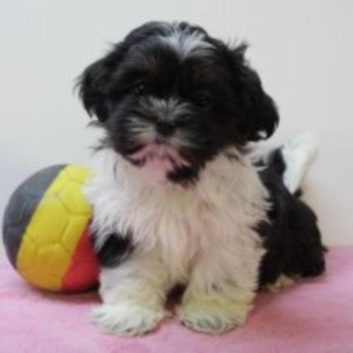 Shih Tzu puppy's te koop (Belgisch), Dieren en Toebehoren, Honden | Chihuahua's en Gezelschapshonden, Meerdere dieren, Overige rassen