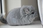chinchilla brown velvet bok + angora bok, Animaux & Accessoires, Rongeurs, Mâle, Chinchilla