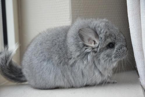 chinchilla brown velvet bok + angora bok, Dieren en Toebehoren, Knaagdieren, Mannelijk, Chinchilla