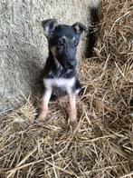 Duitse herder pup, België, Reu, CDV (hondenziekte), 8 tot 15 weken