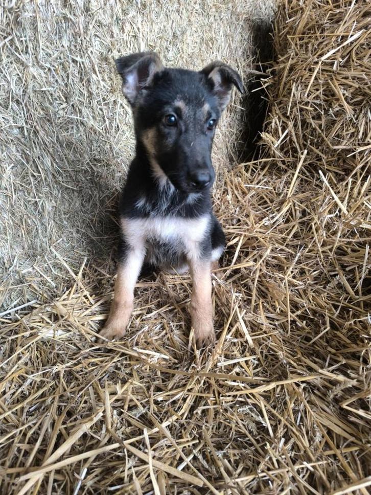 Duitse herder pup, Dieren en Toebehoren, Honden | Herdershonden en Veedrijvers, Reu, Herder, Fokker | Professioneel, Eén hond
