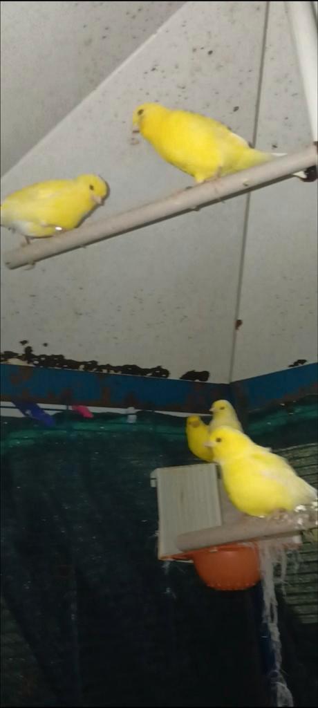 5 gele kanaries te koop, Dieren en Toebehoren, Vogels | Kanaries, Zangkanarie, Meerdere dieren