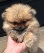 Pomeriaan pup, Dieren en Toebehoren, België, Fokker | Hobbymatig, 8 tot 15 weken, CDV (hondenziekte)