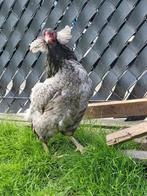 Araucana hennen, toefjes + bolstaart. Stuk of 5, Dieren en Toebehoren