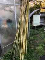 Bamboestokken vers of droog. 1m,2m,3m,…, Tuin en Terras, Ophalen, Zo goed als nieuw, Overige typen