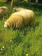 Bélier Texel, Animaux & Accessoires